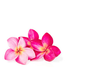 Fototapeta na wymiar Three pink tropical frangipani or plumrria flower isolated on white background with copy space