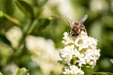 Biene auf Liguster Makroaufnahma