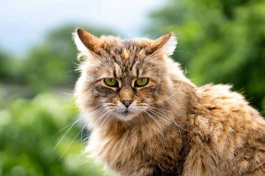 Portrait of a seriouse looking cat