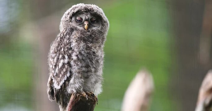 Ural owl in the forest