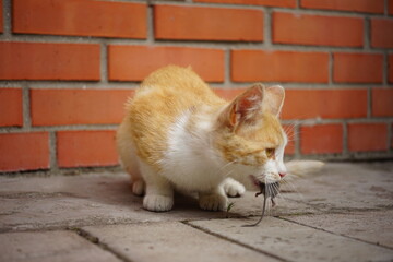 Red cat caught a mouse in the yard and pulls it in the teeth