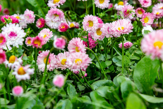 A carpet of light pink daisies bellis perennis close-up. Horizontal orientation. 
