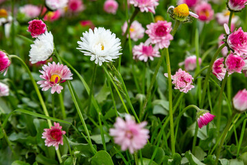 Glade of white and pink daisies close-up. Horizontal orientation.