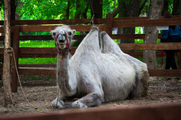 A two-humped camel with an open mouth looks into the frame lying on the sand in a wooden corral covered with fluff and tied to a rope to a tree.