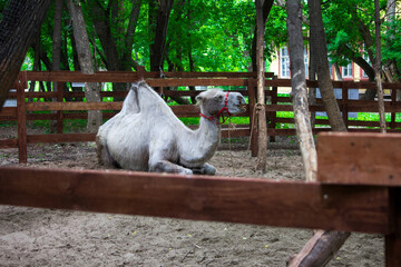 Camel lies in the sand in captivity behind the fence.