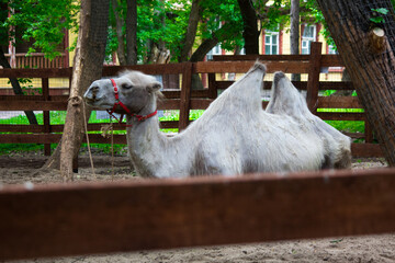 Camel tied to a tree lies in a wooden paddock with a red muzzle on his face.