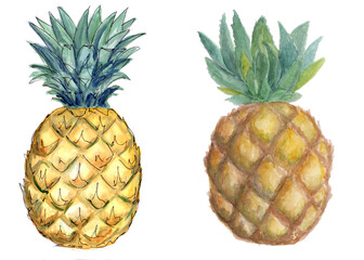 watercolor pineapples on a white background 