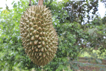 Naklejka na ściany i meble Fresh durian fruit on tree the king of fruits.