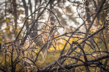 web on branches in dew in the morning
