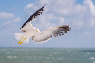 Seagull Flying Ower The Sea