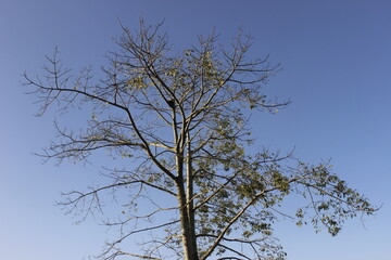 tree against beautiful blue sky in autumn 
