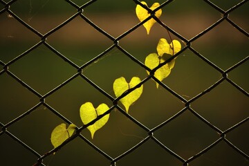 leaves on a fence in the garden