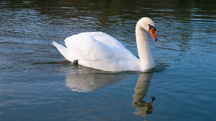 White swan on a blue lake