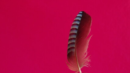 pink feather on black background