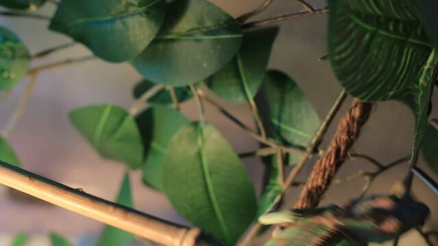 video of a pet chameleon being tong fed superworms