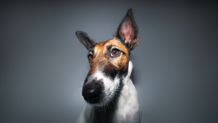 Close-up portrait of a fox terrier, wide angle lens. Studio shot of a dog's face, big long nose,...