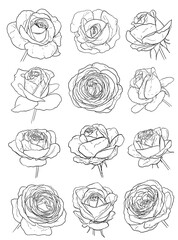 set of roses sketches on white. hand drawn vector illustration of flowers
