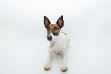 Smooth fox terrier dog in white backdrop. Studio shot of a cute puppy in isolated background