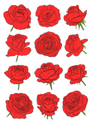 red roses set on white. hand drawn flowers vector illustration