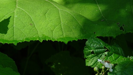 rain drops on leaf