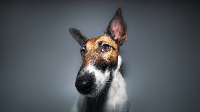 Close-up Portrait Of A Fox Terrier, Wide Angle Lens. Studio Shot Of A Dog's Face, Big Long Nose, Moody Shot