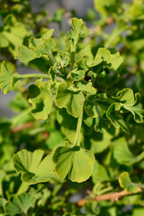 Ginkgo Mariken leaves