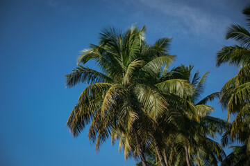 Beautiful view of a tropical coconut tree branch with blue sky background