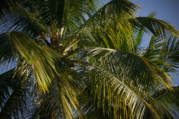 Fototapeta na wymiar A beautiful view of a tropical coconut tree branch with blue sky background