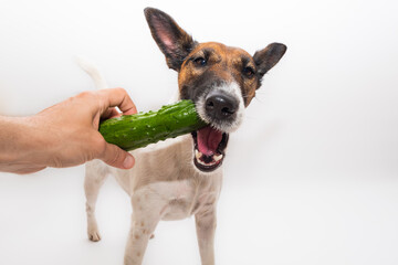 Funny dog chewing a fresh cucumber from a human hand, studio shot. Vegetarian pets concept: dog taking a veggie treat from a human