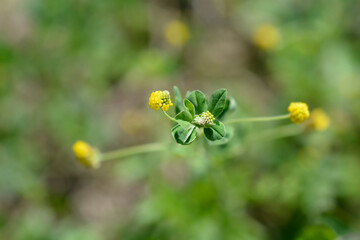 Black medick