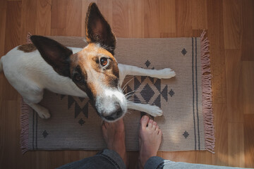 Wide angle shot of a young dog sitting on a rug in the room, point of view of human legs. Living...