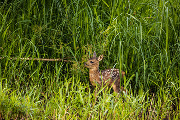 A fawn in the wild