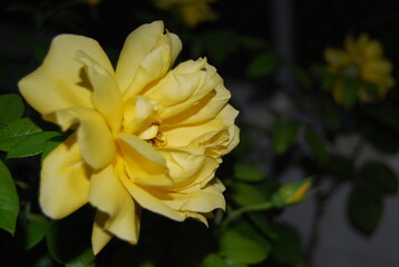 Yellow Rose at Night Portrait