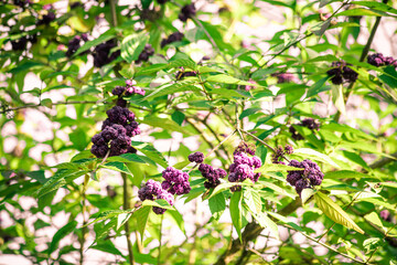 Shrub with purple berries callicarpa japonica in bright light