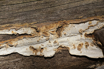 Antrodia serialis, known as serried crust, wild fungus from Finland