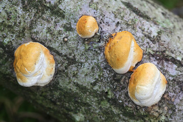 Fomitopsis pinicola, a stem decay fungus, known as the red belt conk or red-belted bracket fungus,...