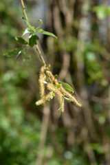 White willow