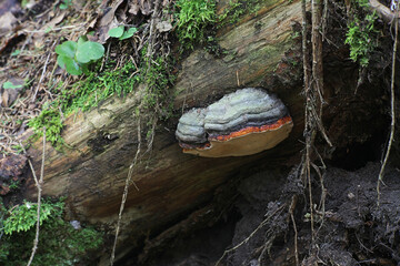 Fomitopsis pinicola, a stem decay fungus, known as the red belt conk or red-belted bracket fungus,...