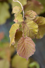 Purple-leaved filbert