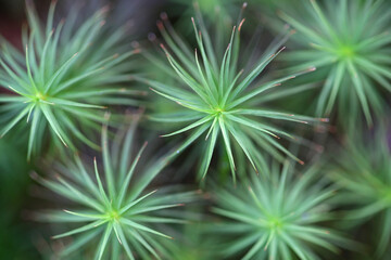 Polytrichum commune, known as common haircap moss, great golden maidenhair or great goldilocks