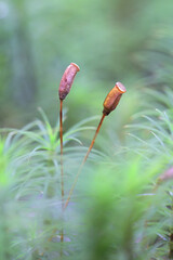 Polytrichum commune, known as common haircap moss, great golden maidenhair or great goldilocks