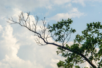 tree branches against cloudy blue sky