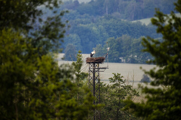 The aerie of a white stork