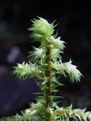 Rhytidiadelphus triquetrus, known as the big shaggy-moss or rough goose neck moss