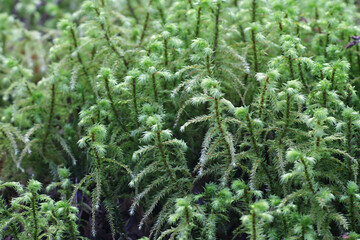 Rhytidiadelphus triquetrus, known as the big shaggy-moss or rough goose neck moss