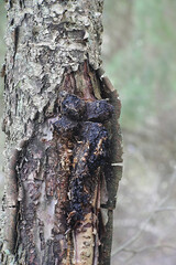 Inonotus obliquus, commonly known as chaga, a medicinal fungus from Finland