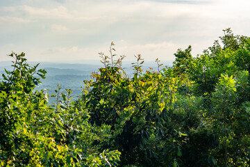 trees above the valley