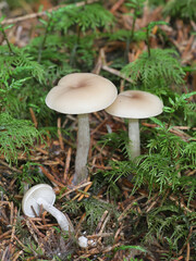 Clitocybe fragrans, known as Fragrant Funnel, wild mushroom from Finland