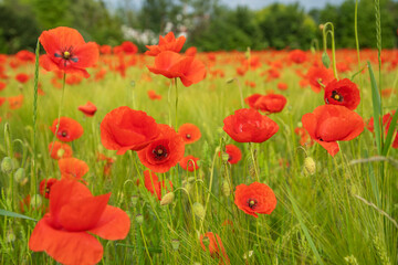 Mohnblumenfeld