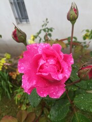 pink rose in garden